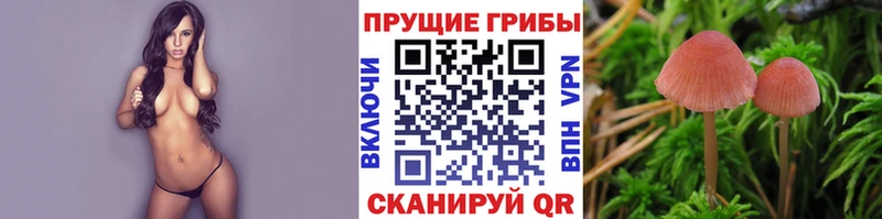 Купить где  Карасук  Галлюциногенные грибы MAGIC MUSHROOMS 
